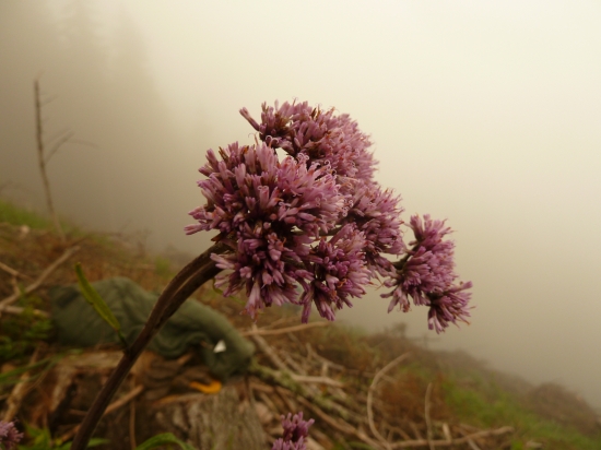 devetsil.lekarsky.+velka hmla v pozadi zalomi pod gaplom.
