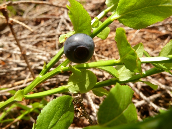 moja prva tohto rocna cucoriedka.