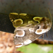 nocny motyl.