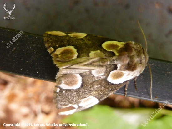 nocny motyl.