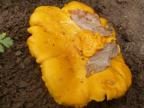 kuriatko a to male je prirastene.