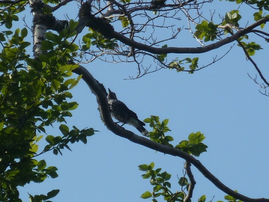 oresnica perlava.