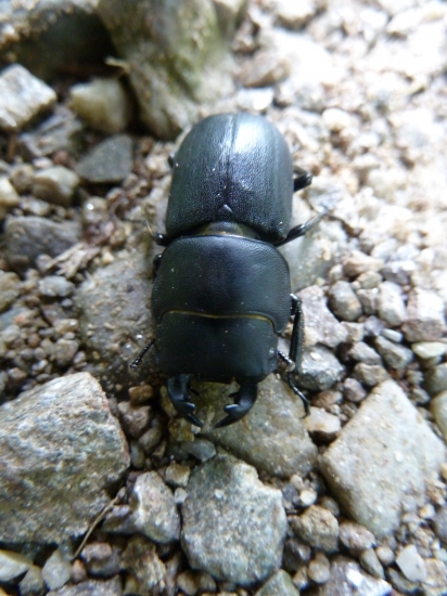 chrobak (rohacik obycajny).