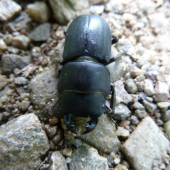 chrobak (rohacik obycajny).