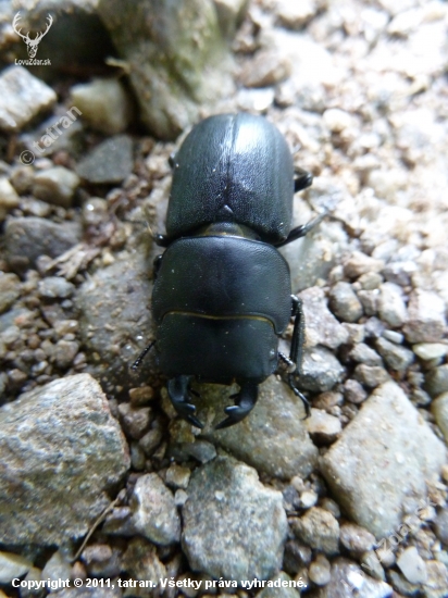 chrobak (rohacik obycajny).