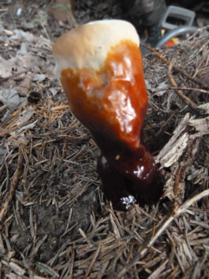 moze niekto oznacit tuto hubu, nadherna je.(lesklokorka)