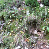 kuriatka.
