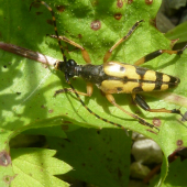 chrobak (fuzac skvrnity)