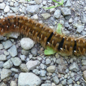 husenica