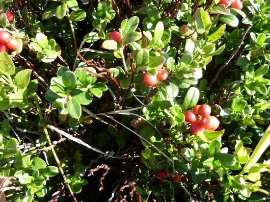 uz sa zapaluju brusnice.