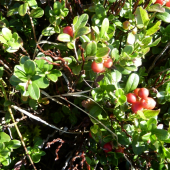 uz sa zapaluju brusnice.