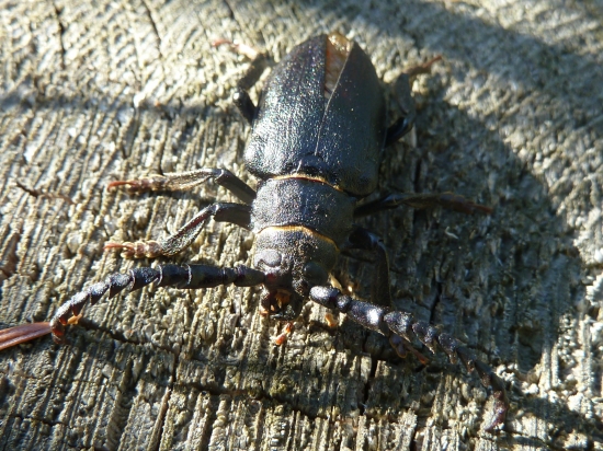 chrobak.(fuzac hruby.)