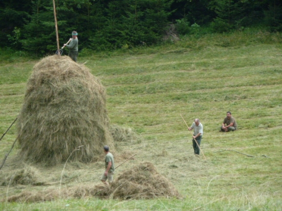 chystanie sena na zimu pre lesnu zver polianka.