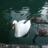 labut so svojim potomstvom.