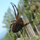 pavuk.