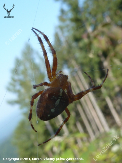 pavuk.