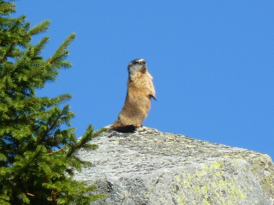 svist na strazi N.Tatry juh.