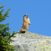 svist na strazi N.Tatry juh.