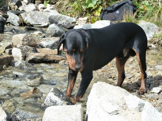 ked si chladi labky.predne derese.N.Tatry juh.