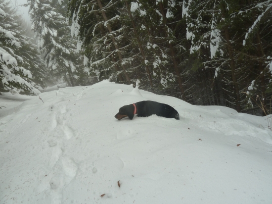 vcera bolo tazko aj psikom na spolocnej.
