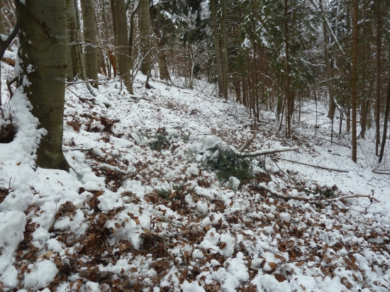 v bukovom lesiku po diviakoch.