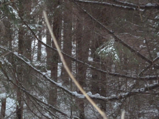 vcerajsie diviaky vidno iba jedneho slabo.