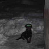 nocne videnie.