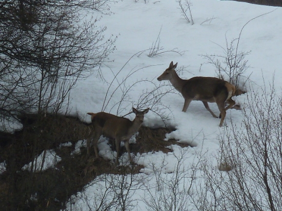 100m od dediny si hladaju obzivu kazdy den su tu.