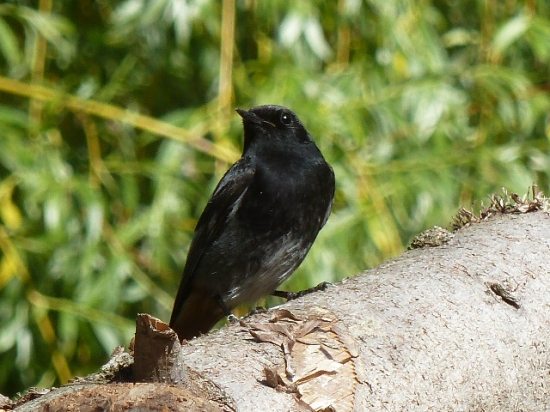 uhliarik.