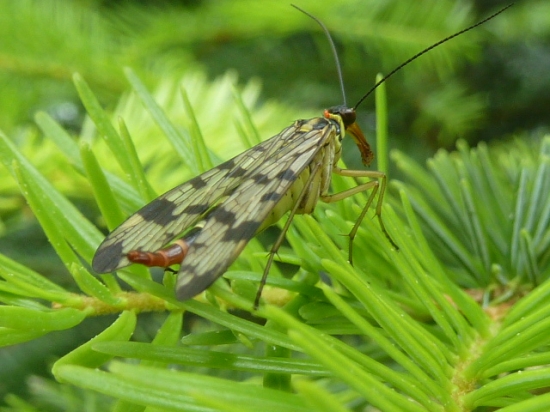 skrpica(mecoptera)