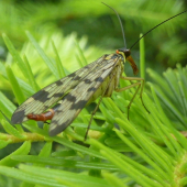 skrpica(mecoptera)