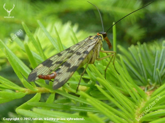 skrpica(mecoptera)