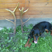 stastny den.