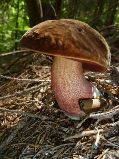 moj prvy tejto sezony(cervenak)