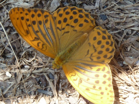 motyl/perlovec striebristopásavý