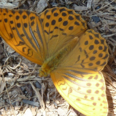motyl/perlovec striebristopásavý