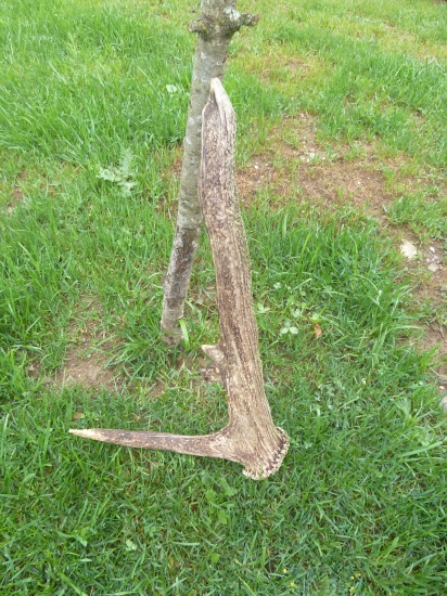 dnes v hore pri chystani dreva,fotene uz doma.