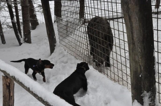 prvy kontakt s diviakom