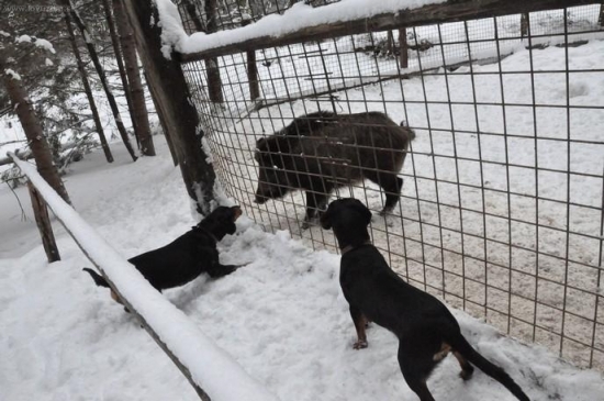 prvy kontakt s diviakom