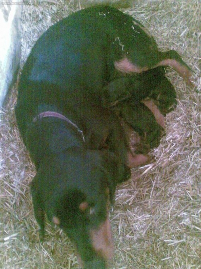 uz su na svete a v ponuke