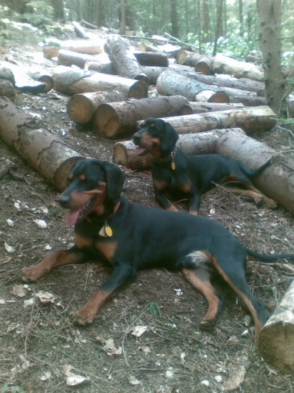 prestavka pri dreve.