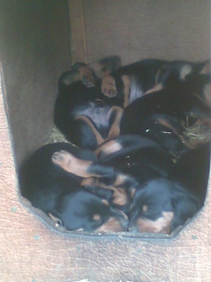 no nie su peknucky a teraz su snich betari velky.