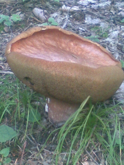 kubko stratil klobuk