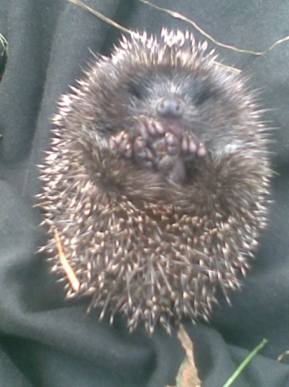 takto sa mi jezurko vyvaloval v zahrade