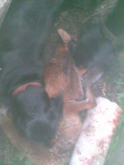 zlikvidovanie skodnej liska