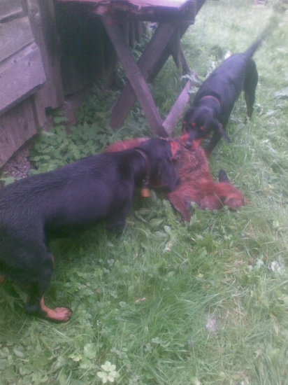 zlikvidovanie skodnej liska