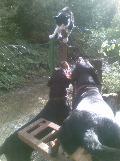 kocur to prezil zdrhol im.