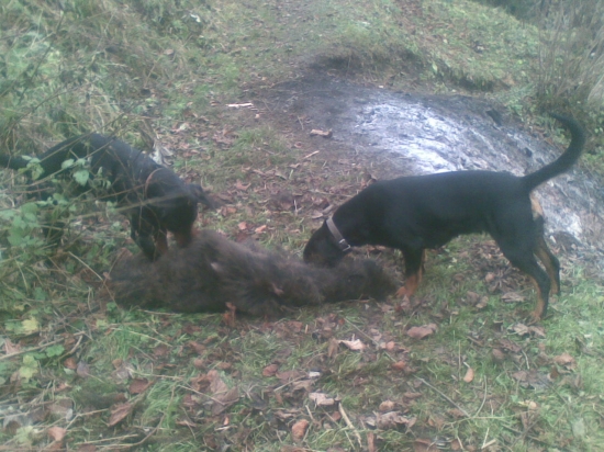 trochu natahuju kozu z diviaka