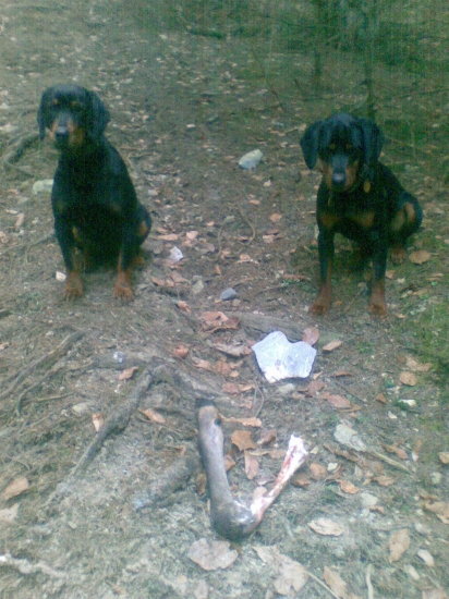 nasli nohu z vysokej dva dni pred tym srnciu.