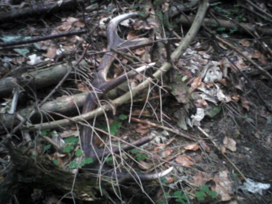 Maskovaný - starší.